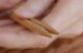 KOSHITSU Interchangeable Circular Needles Pair Tips - 5-10-12½ -14 cm